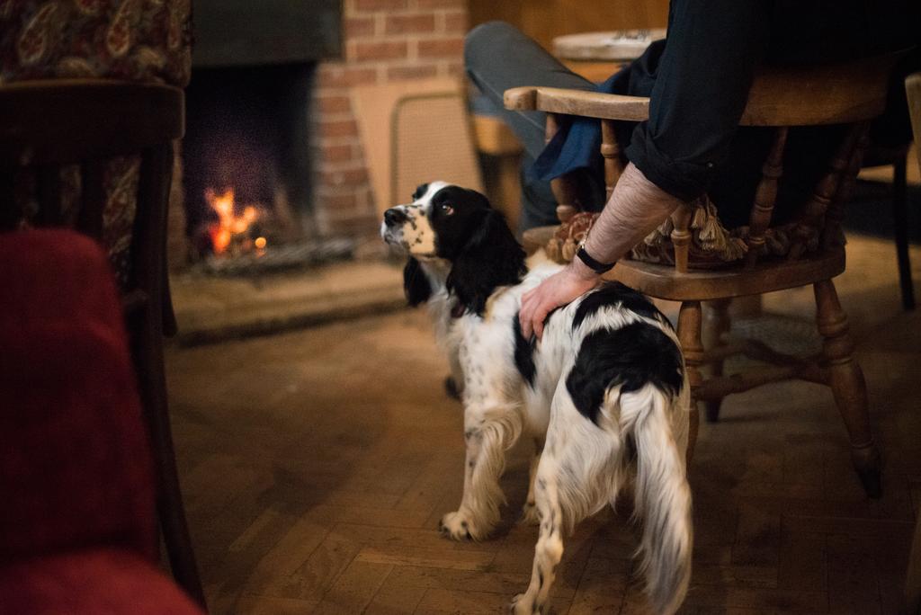 A Dog in Helen Browning's Royal Oak