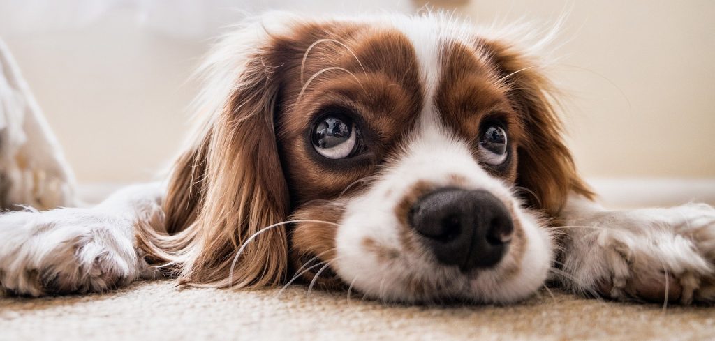 Banner of a resting dog