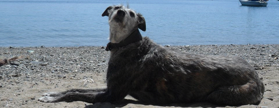 The site's original doggy editor, Dan, relaxing on the beach.